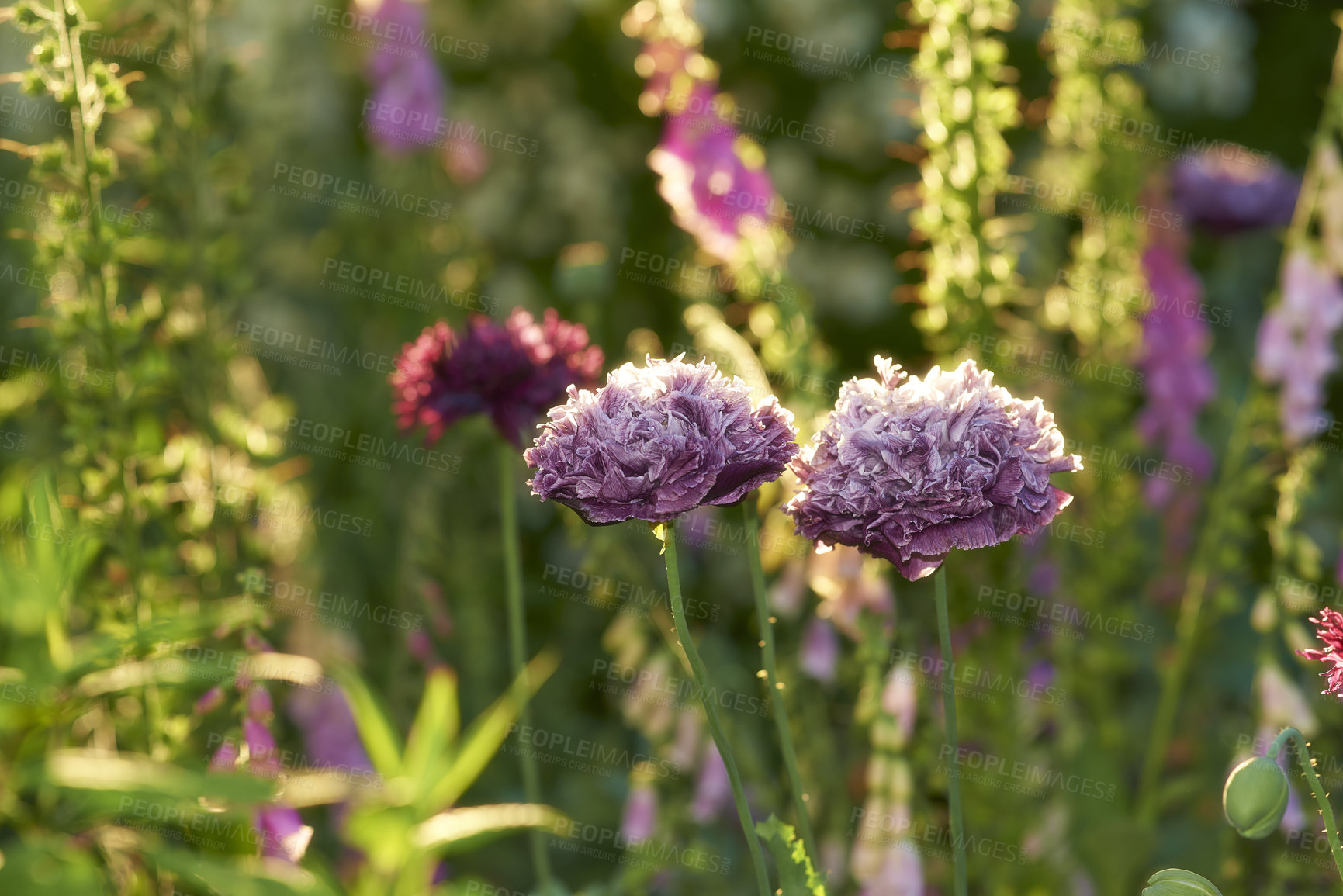 Buy stock photo A series of beautiful garden photos