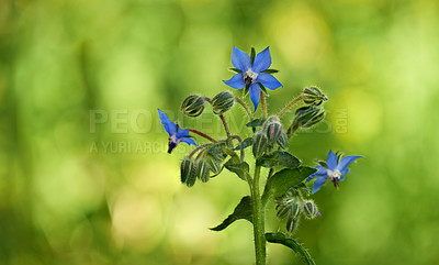 Buy stock photo A series of beautiful garden photos