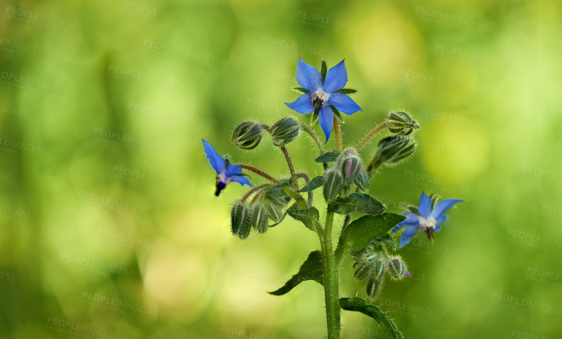 Buy stock photo A series of beautiful garden photos