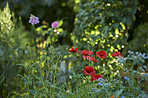 Beautiful flowers from my garden