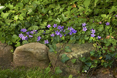 Buy stock photo A series of beautiful garden photos