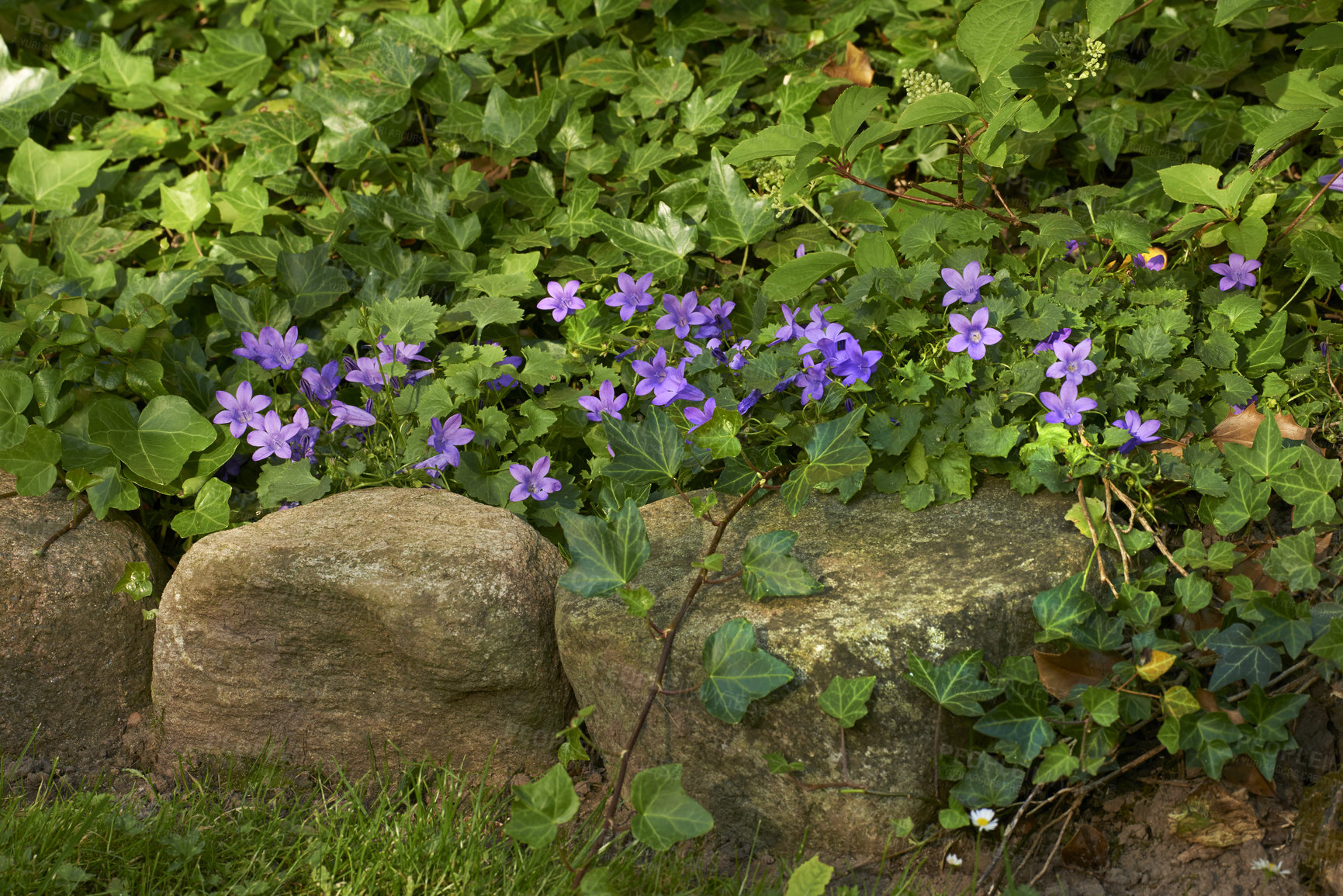 Buy stock photo A series of beautiful garden photos