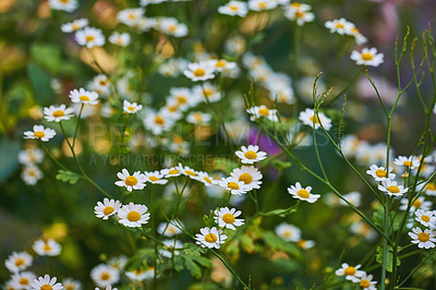 Buy stock photo A series of beautiful garden photos