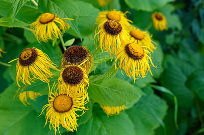 Buy stock photo A series of beautiful garden photos