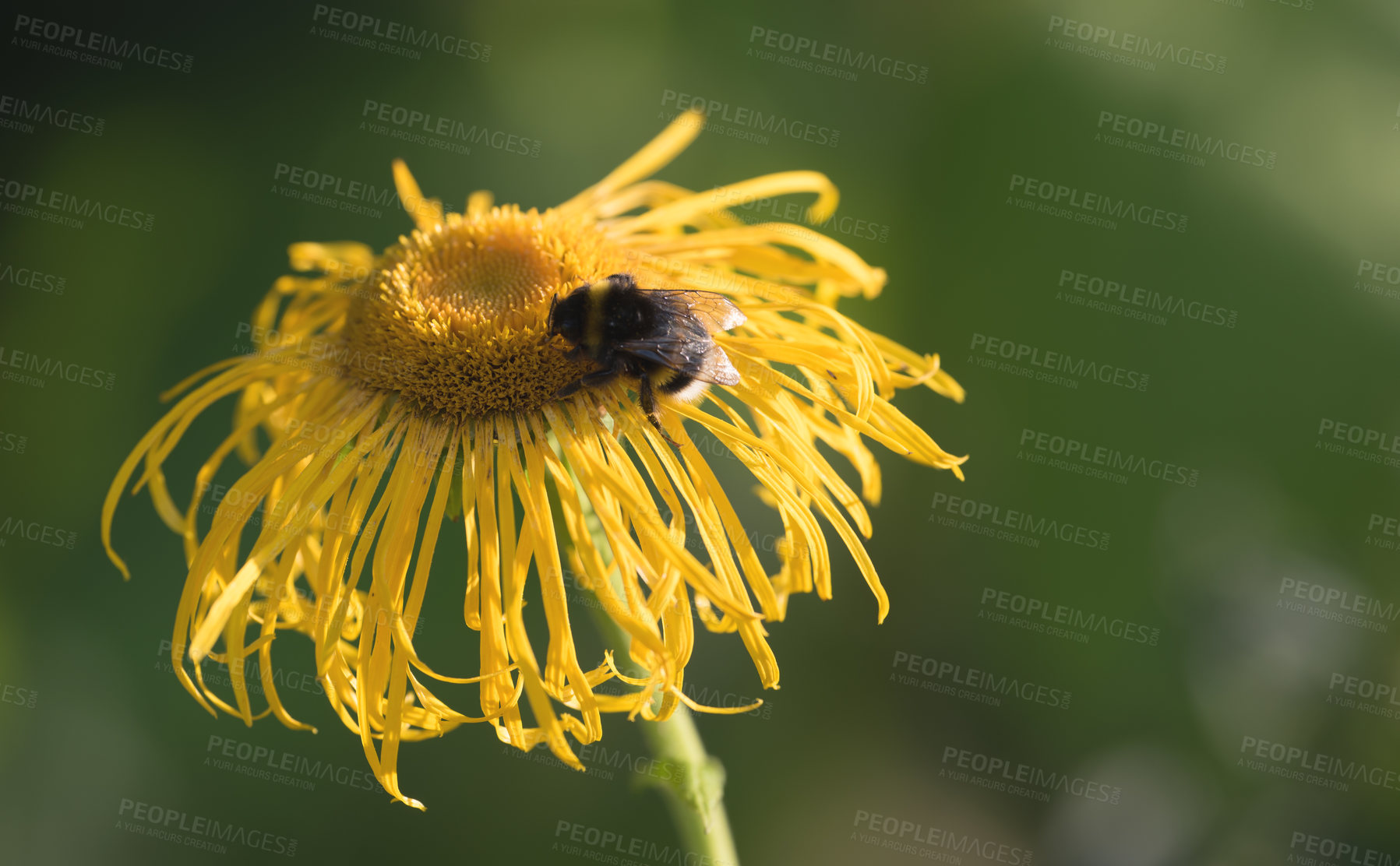 Buy stock photo A series of beautiful garden photos