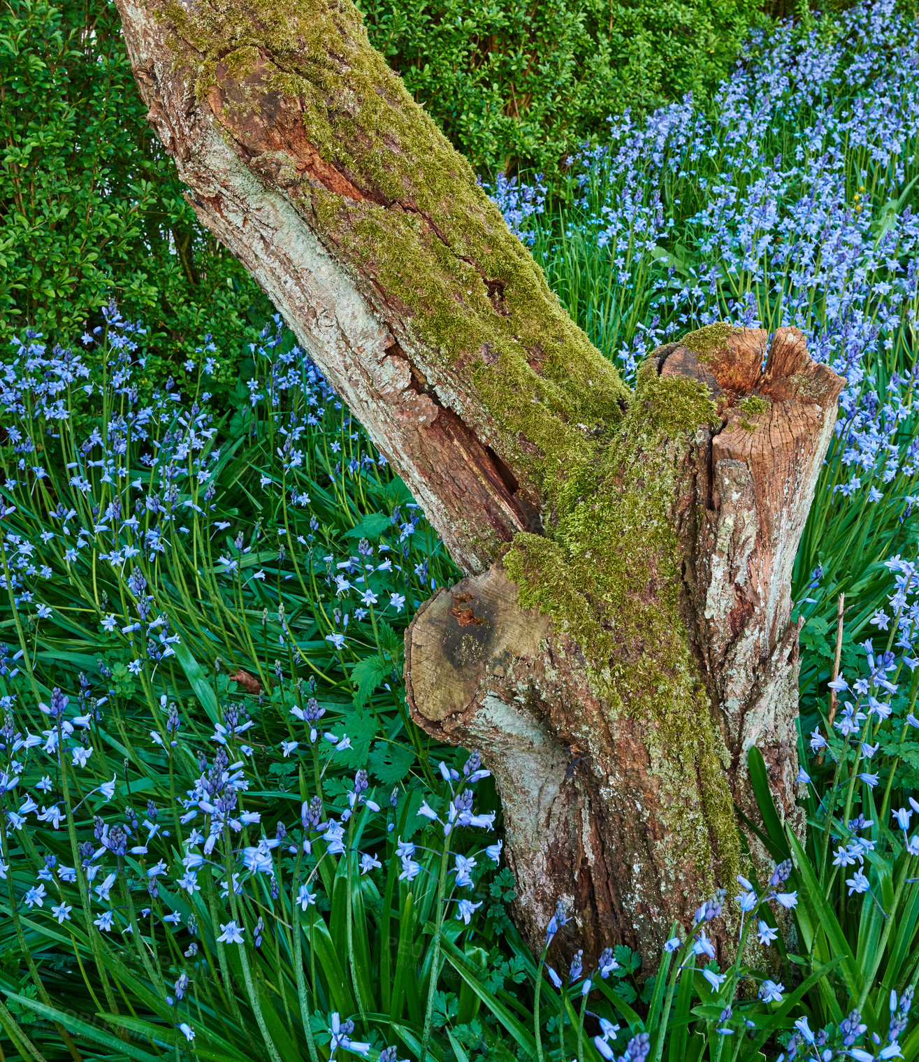 Buy stock photo A series of beautiful garden photos