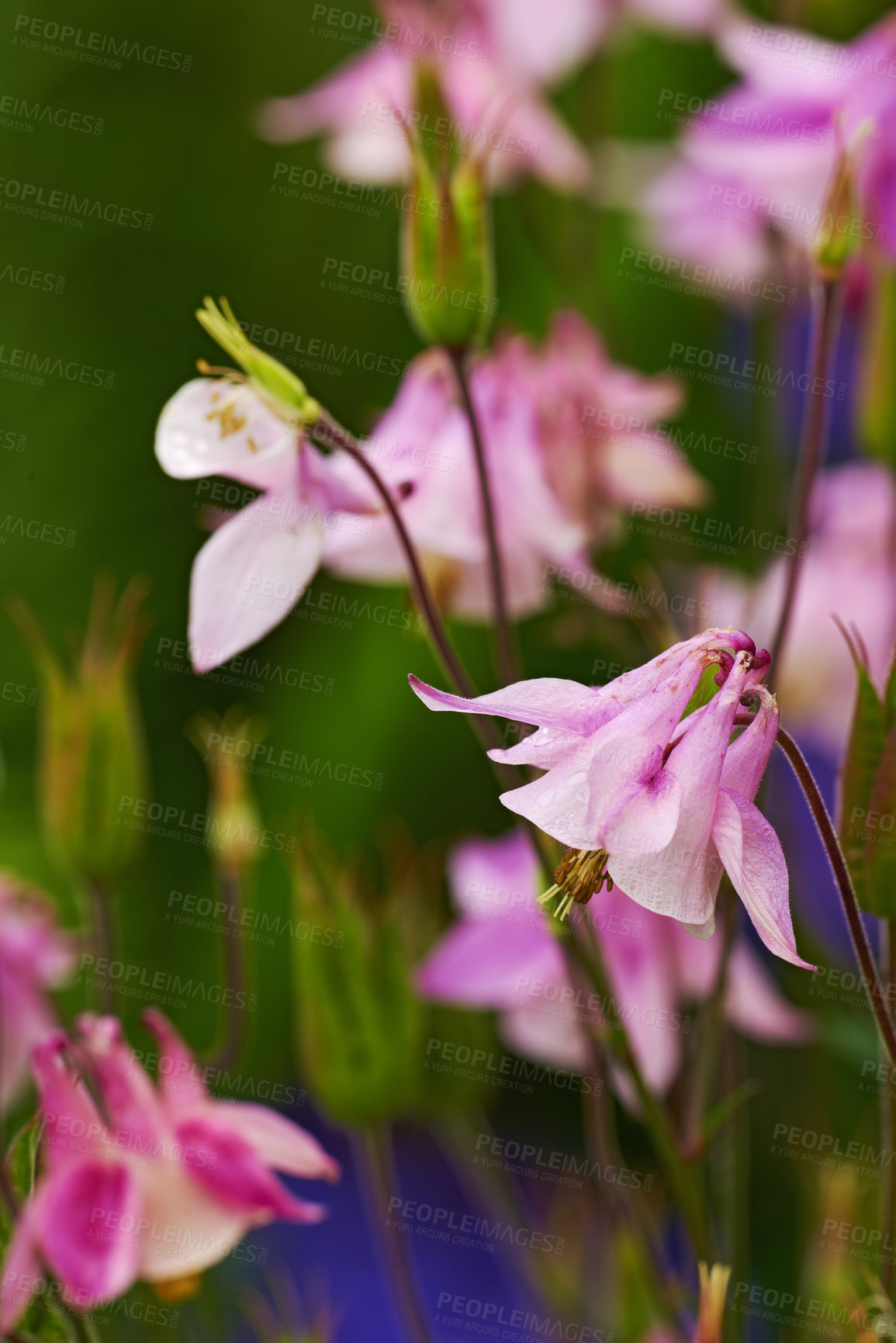 Buy stock photo A series of beautiful garden photos