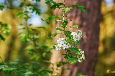 Buy stock photo A series of beautiful garden photos