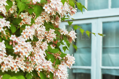 Buy stock photo A series of beautiful garden photos