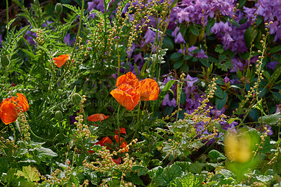 Buy stock photo A series of beautiful garden photos