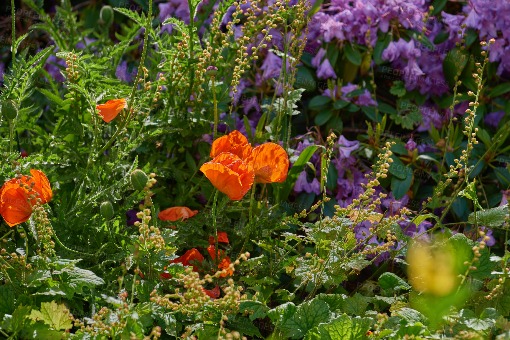 Buy stock photo A series of beautiful garden photos