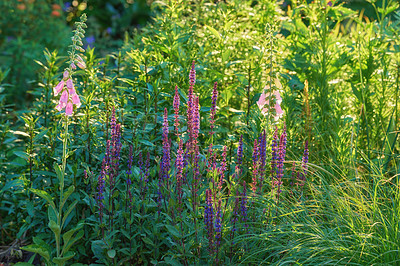 Buy stock photo A series of beautiful garden photos