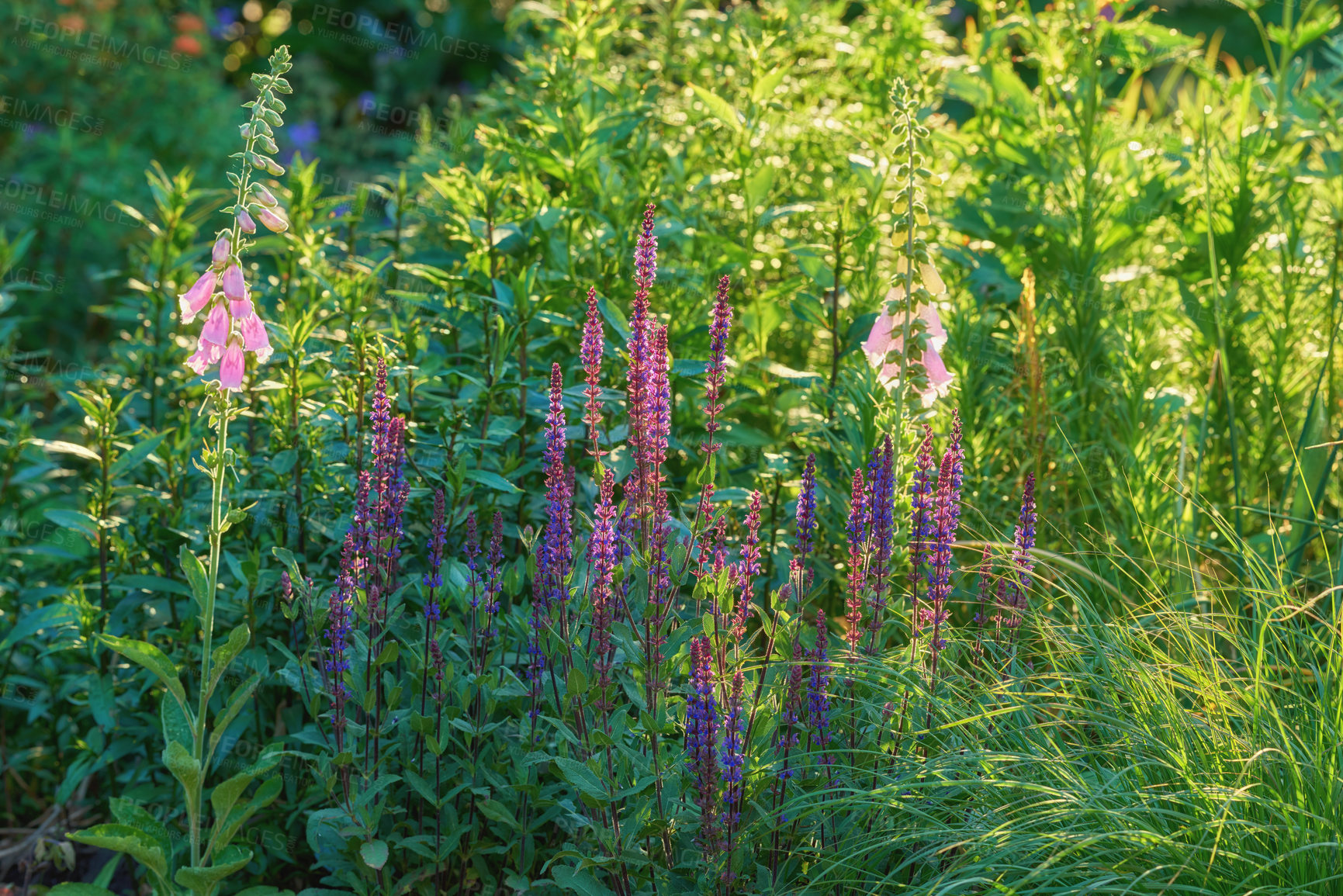 Buy stock photo A series of beautiful garden photos