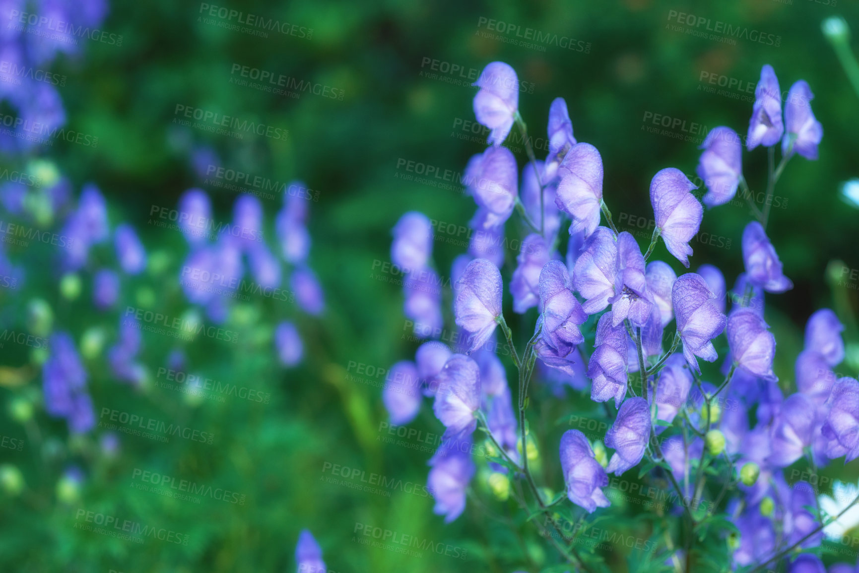 Buy stock photo A series of beautiful garden photos