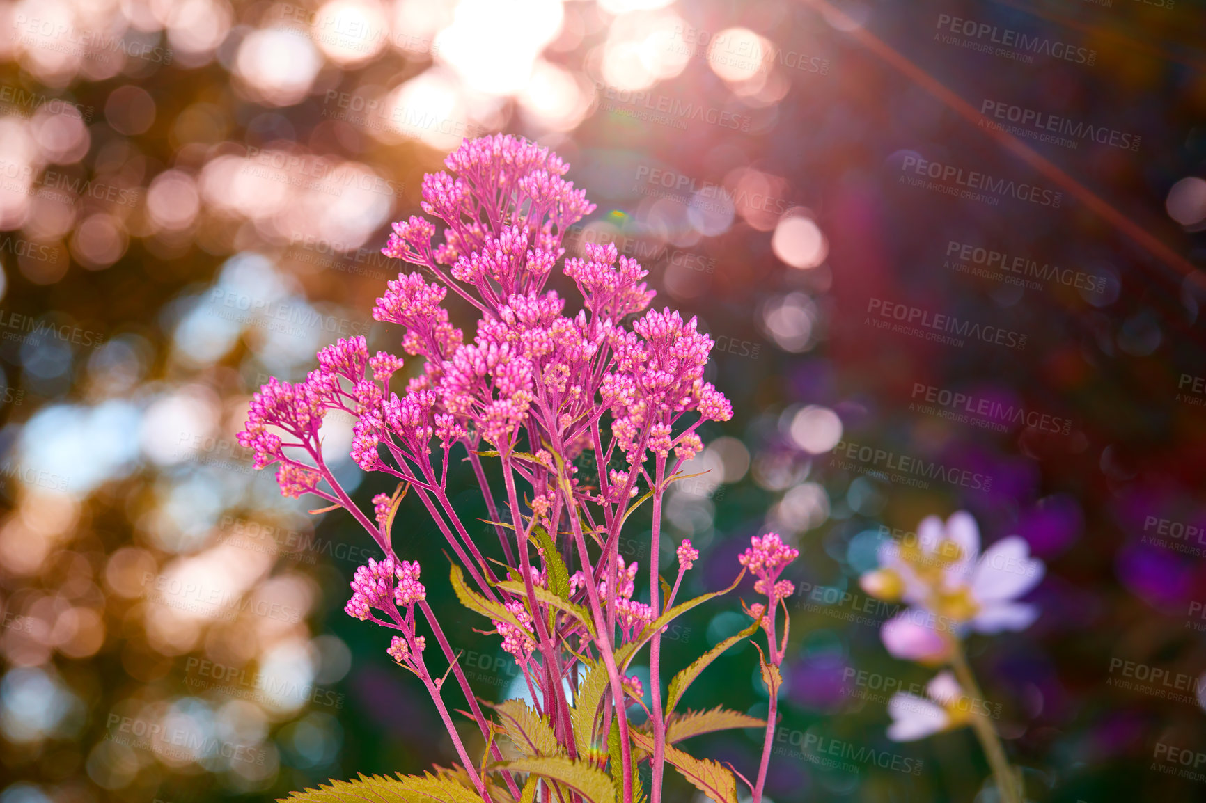 Buy stock photo A series of beautiful garden photos