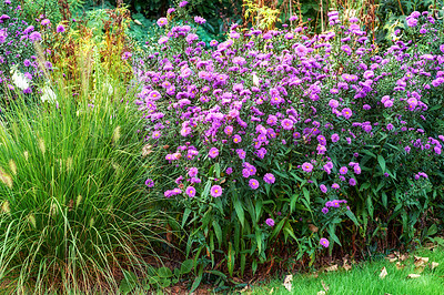 Buy stock photo A series of beautiful garden photos