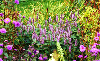 Buy stock photo A series of beautiful garden photos