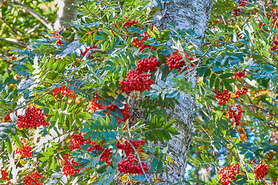 Buy stock photo A series of beautiful garden photos