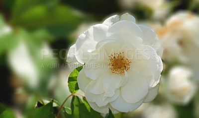 Buy stock photo A photo of a beautiful rose