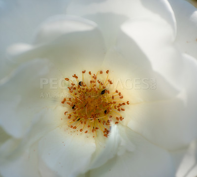 Buy stock photo A photo of a beautiful rose