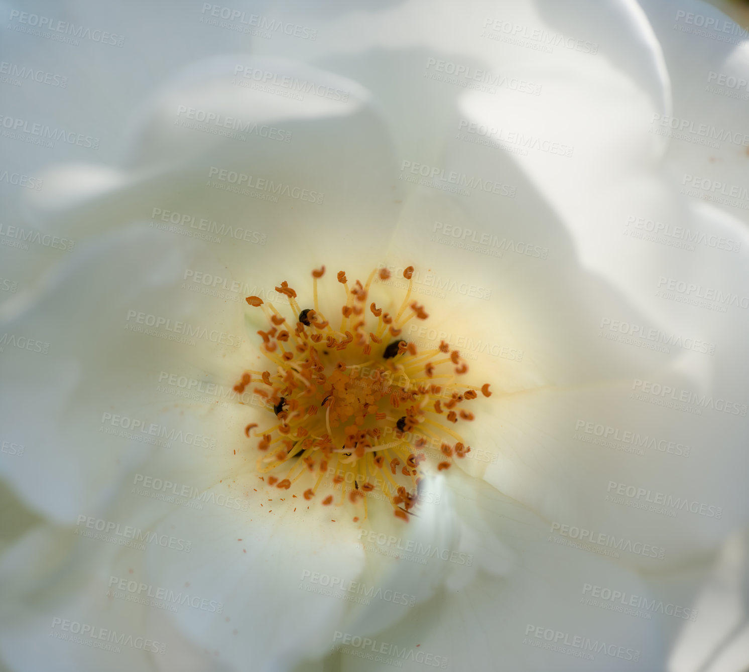 Buy stock photo A photo of a beautiful rose