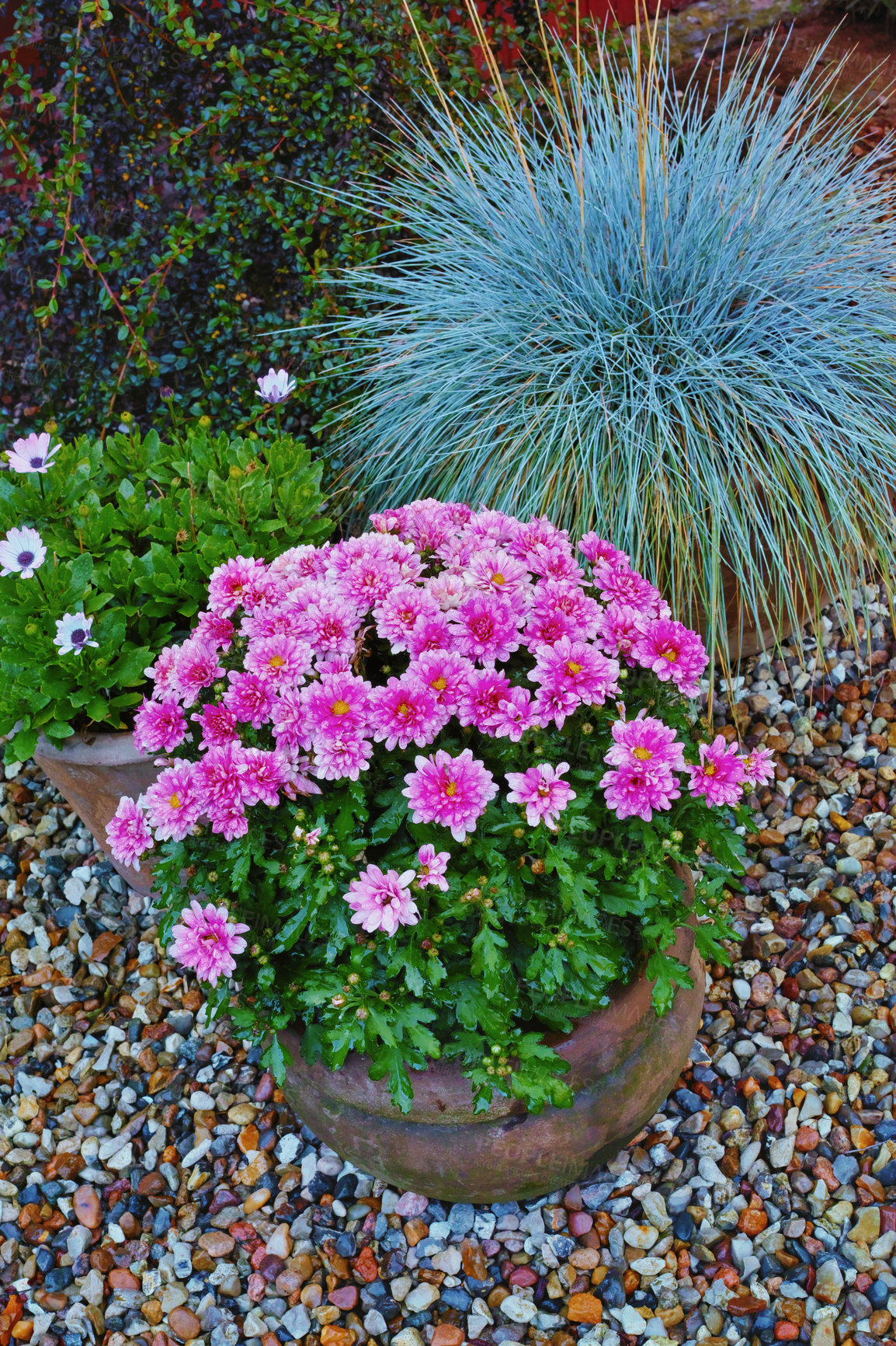 Buy stock photo Beautiful pink chrysanthemum and grandiflorum flowers blooming in a garden outdoors in a backyard on a spring day. Pot plants blossoming outside a home in a yard in summer