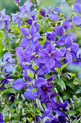 Buy stock photo A series of beautiful garden photos