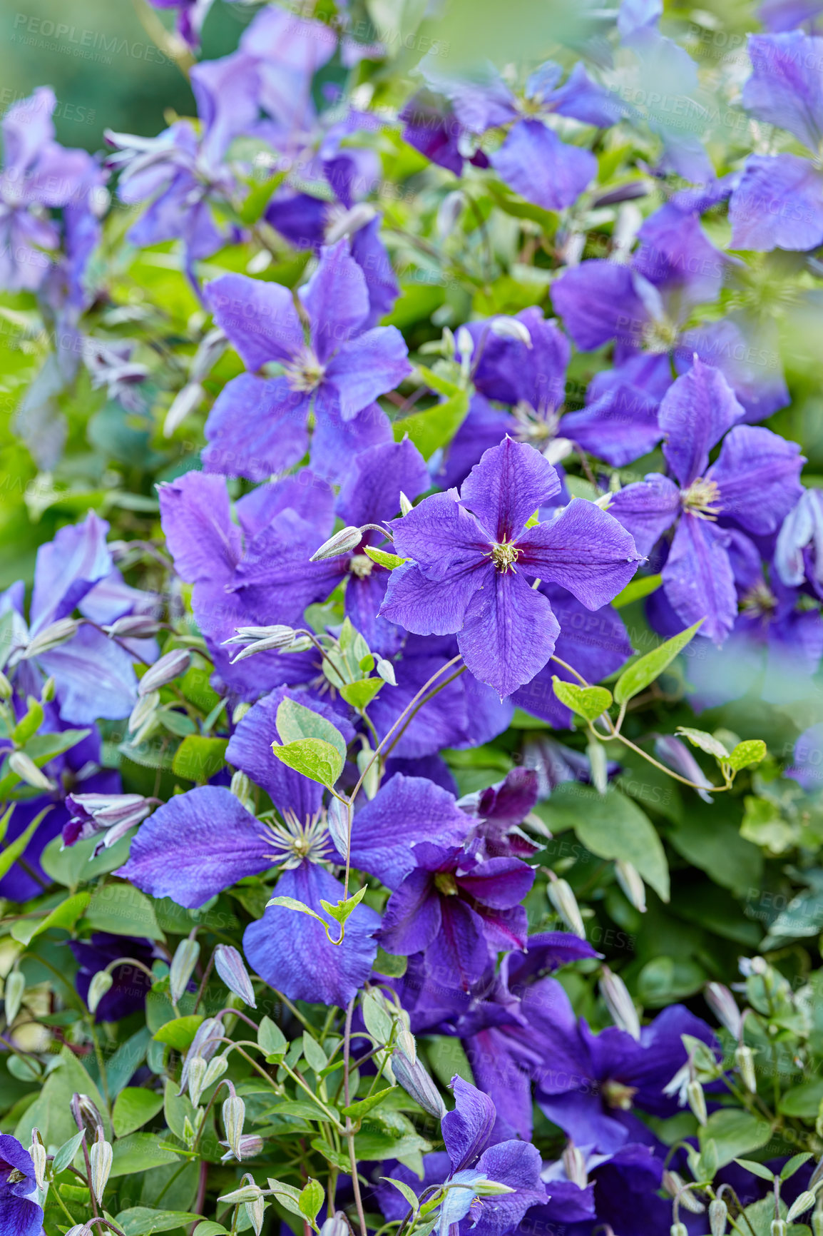 Buy stock photo A series of beautiful garden photos