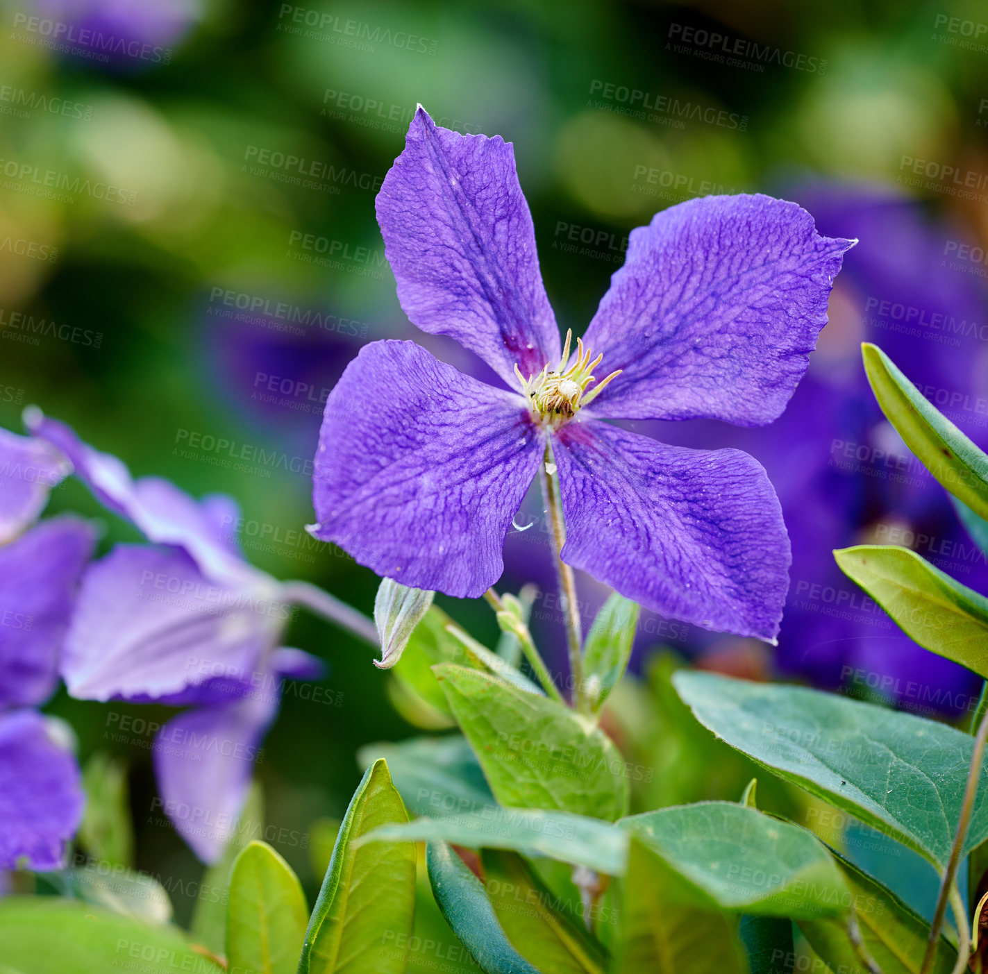 Buy stock photo A series of beautiful garden photos