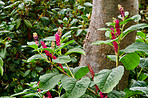 Flowers in our garden