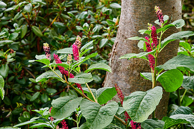 Buy stock photo Closeup of Indian poke plants growing against a tree in a quiet, relaxing forest. Zoom in on Pokeweeds sprouting in a field or park. Details, texture and pattern of green lush leaves in a jungle 