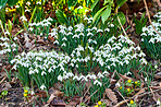 Common snowdrop - Galanthus nivalis