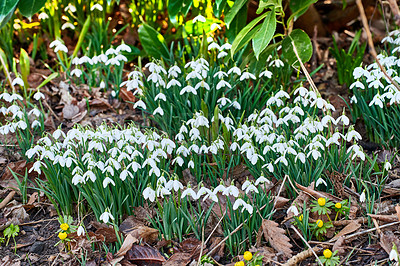 Buy stock photo Closeup of white common snowdrop flowers blooming in a secluded, green home garden or countryside field. Group of galanthus nivalis blossoming and flowering in remote meadow or growing in a backyard