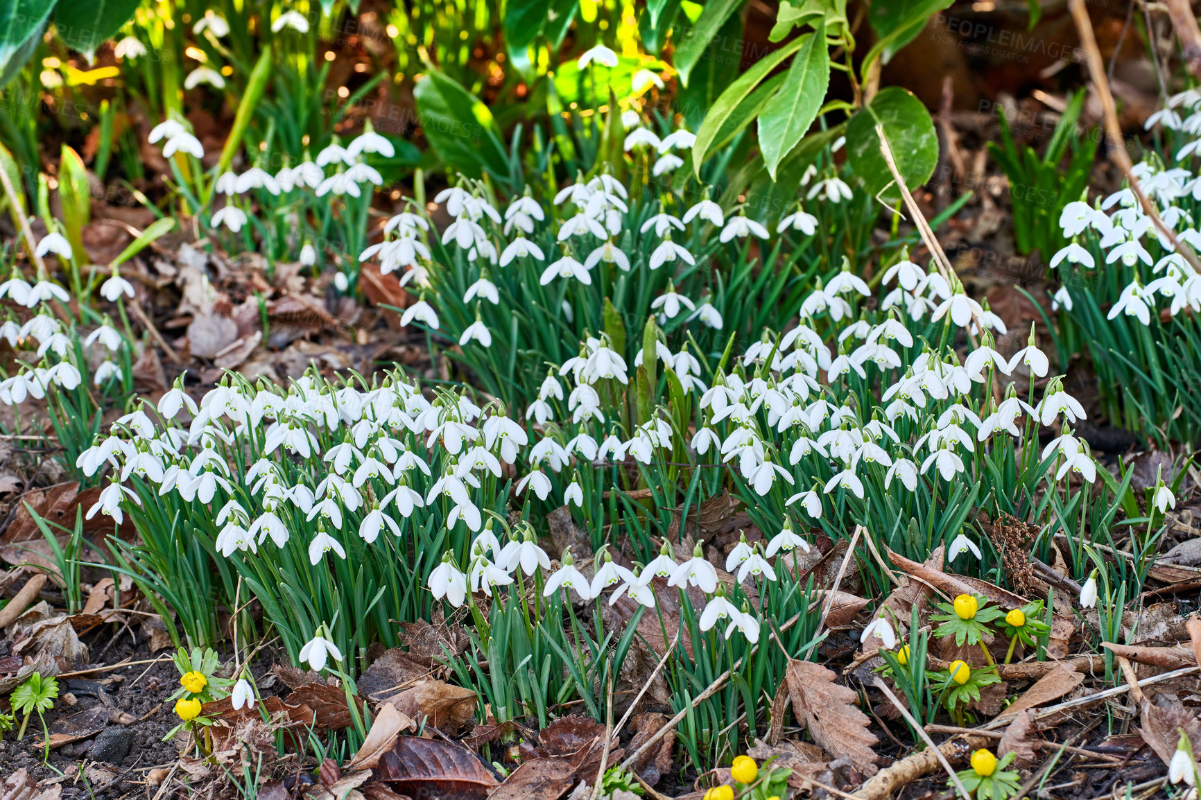 Buy stock photo Closeup of white common snowdrop flowers blooming in a secluded, green home garden or countryside field. Group of galanthus nivalis blossoming and flowering in remote meadow or growing in a backyard