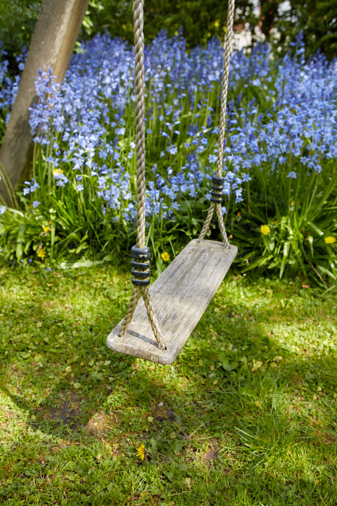 Buy stock photo Fun garden swing for children to relax, enjoy and play on a weekend or break with common bluebell flowers growing in background. Homemade wood and rope playset in a home backyard or park playground