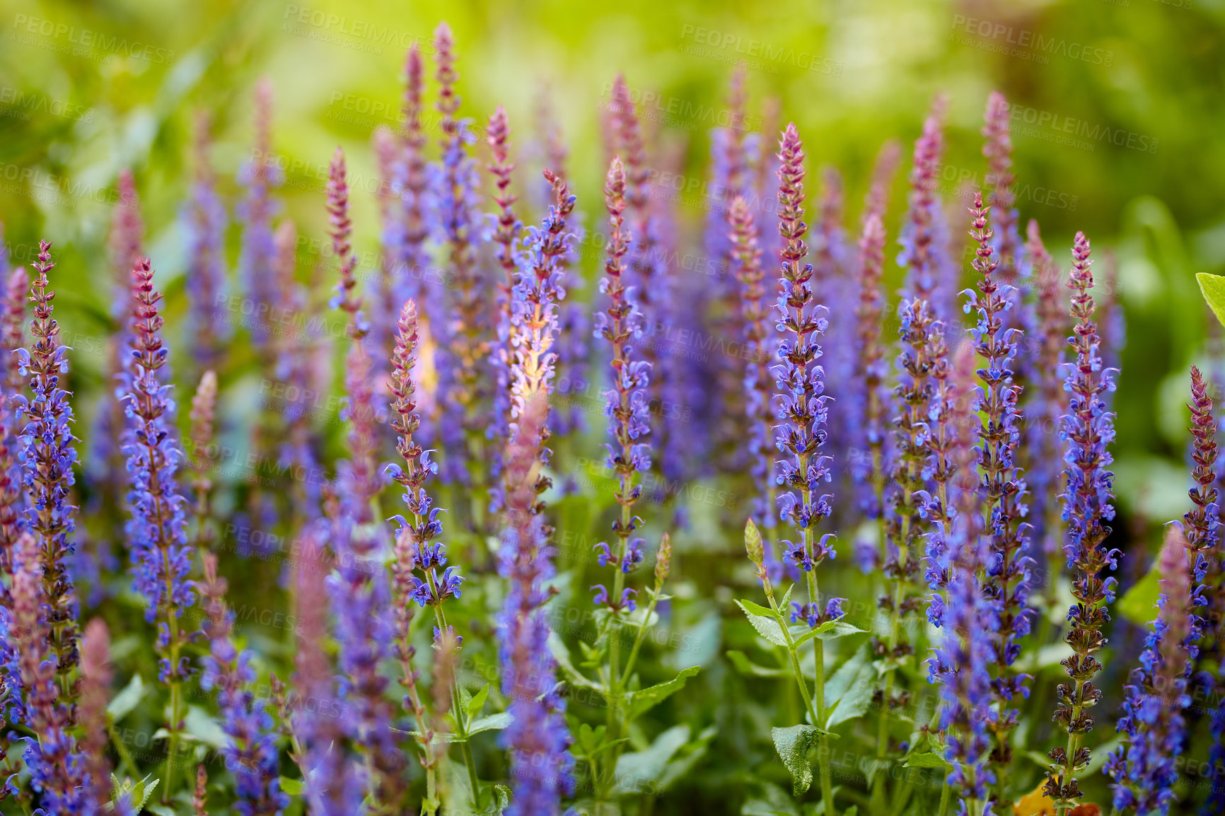 Buy stock photo A series of beautiful garden photos