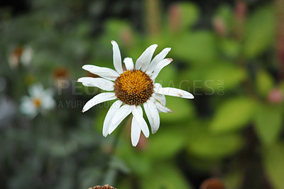 Buy stock photo Closeup copy space of white daisy growing in remote field, meadow or home backyard garden. Texture detail of medicinal Marguerite flower or argyranthemum frutescens blooming against bokeh background