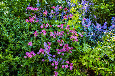 Buy stock photo A series of beautiful garden photos