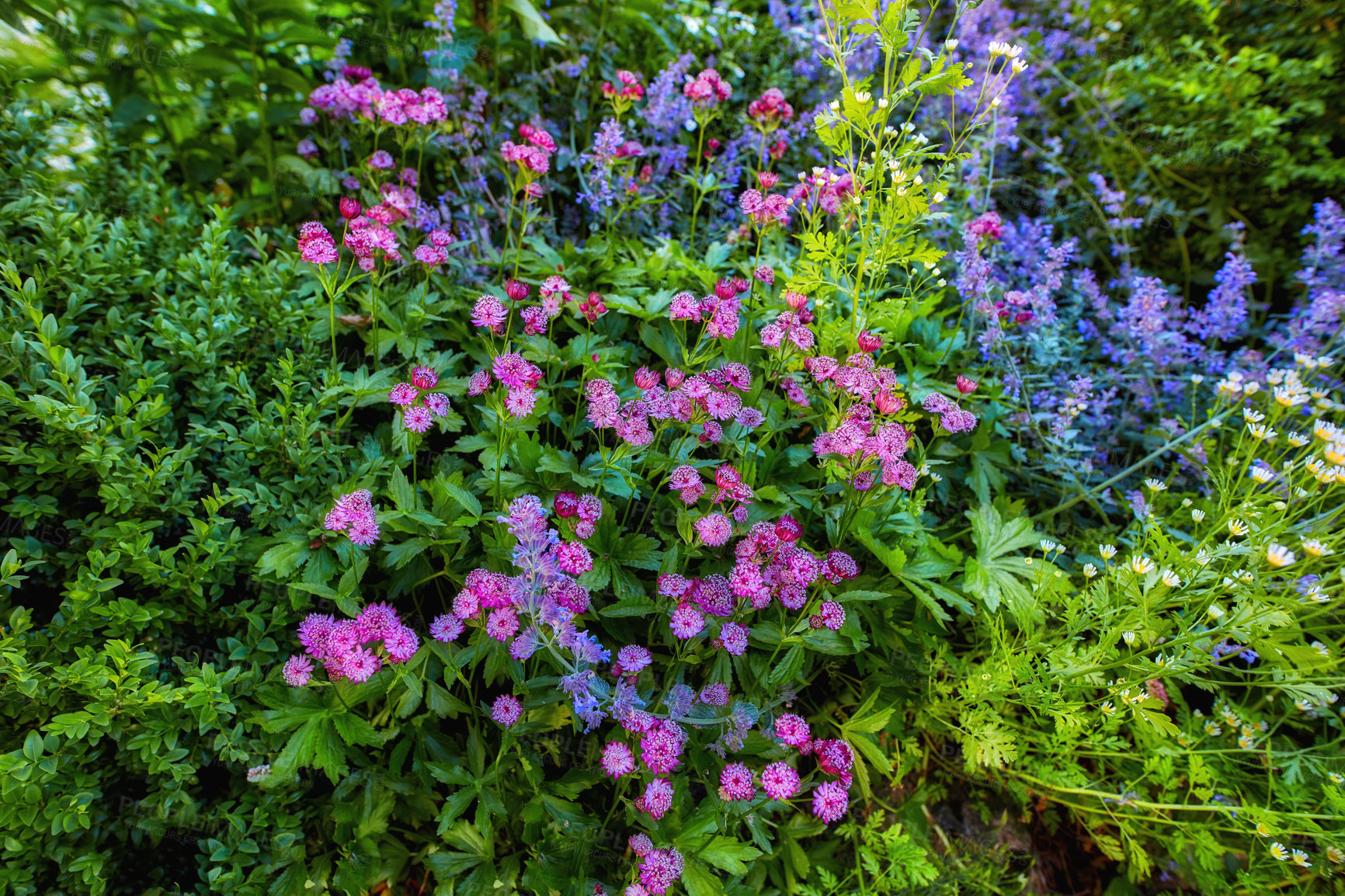 Buy stock photo A series of beautiful garden photos