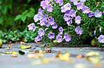 Beautiful flowers from my garden