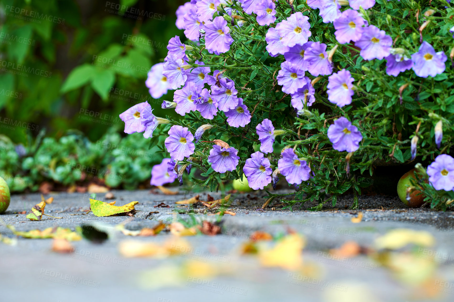 Buy stock photo A series of beautiful garden photos