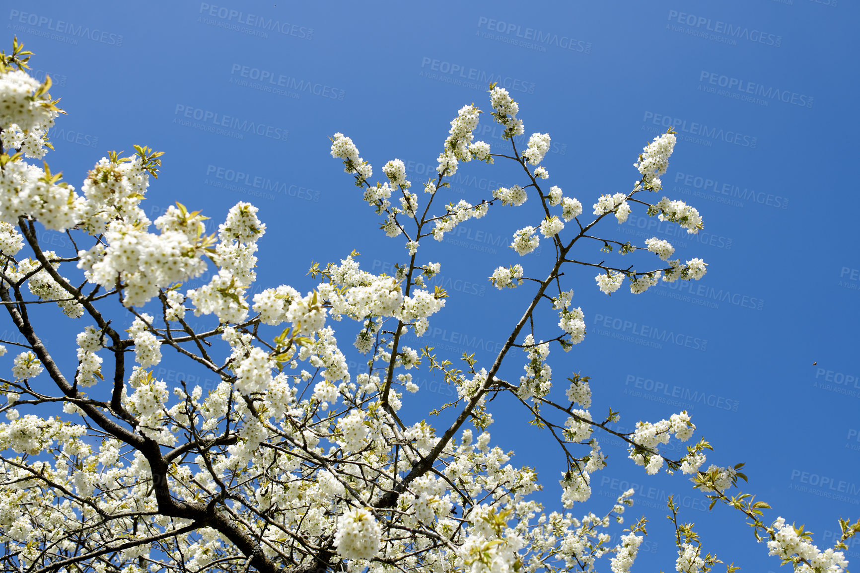 Buy stock photo White cherry blossom flowers growing on a green branch in a home garden and isolated against blue sky with copy space. Texture detail of a bunch of blossoming plants on sweet fruit tree in backyard