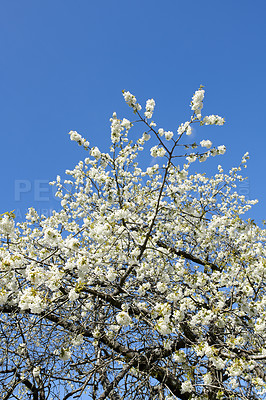 Buy stock photo White cherry blossom flowers growing on a green branch in a home garden and isolated against blue sky with copy space. Texture detail of a bunch of blossoming plants on sweet fruit tree in backyard