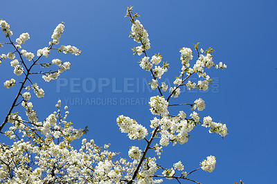 Buy stock photo White cherry blossom flowers growing on a green branch in a home garden and isolated against blue sky with copy space. Texture detail of a bunch of blossoming plants on sweet fruit tree in backyard