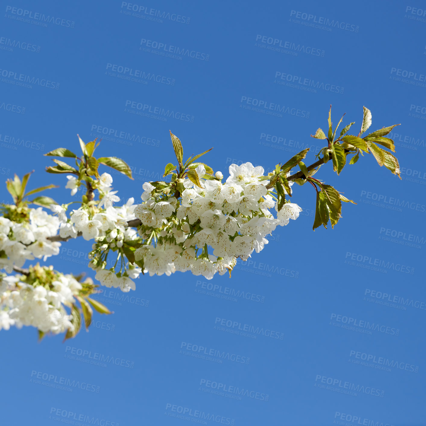 Buy stock photo View of white blossoms growing on a cherry or apple tree stem in a fruit orchard from above. Group of delicate fresh spring blooms and leaves isolated against a blue sky background for copy space