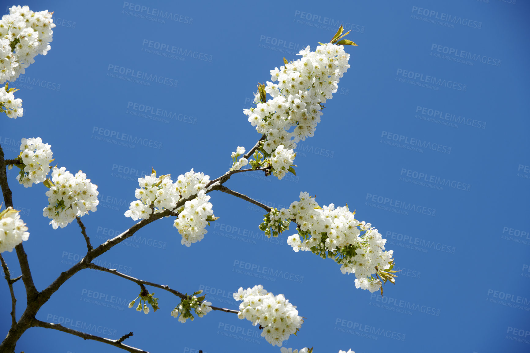 Buy stock photo White cherry blossom flowers growing on a green branch in a home garden and isolated against blue sky with copy space. Texture detail and bunch of blossoming plants on sweet fruit tree in backyard