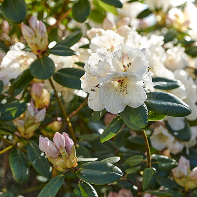 Buy stock photo Great laurel, azaleas white blossoms growing between vibrant leaves on a tree in a botanical garden or nature. Group of delicate fresh spring flowering plants blooming and blossoming outdoors