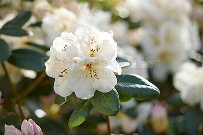 Buy stock photo Closeup of blooming Rhododendron flowers in the garden at home. Texture detail on blossoming group of woody plants growing in the backyard in summer. Beautiful white elegant flower on green tree bush