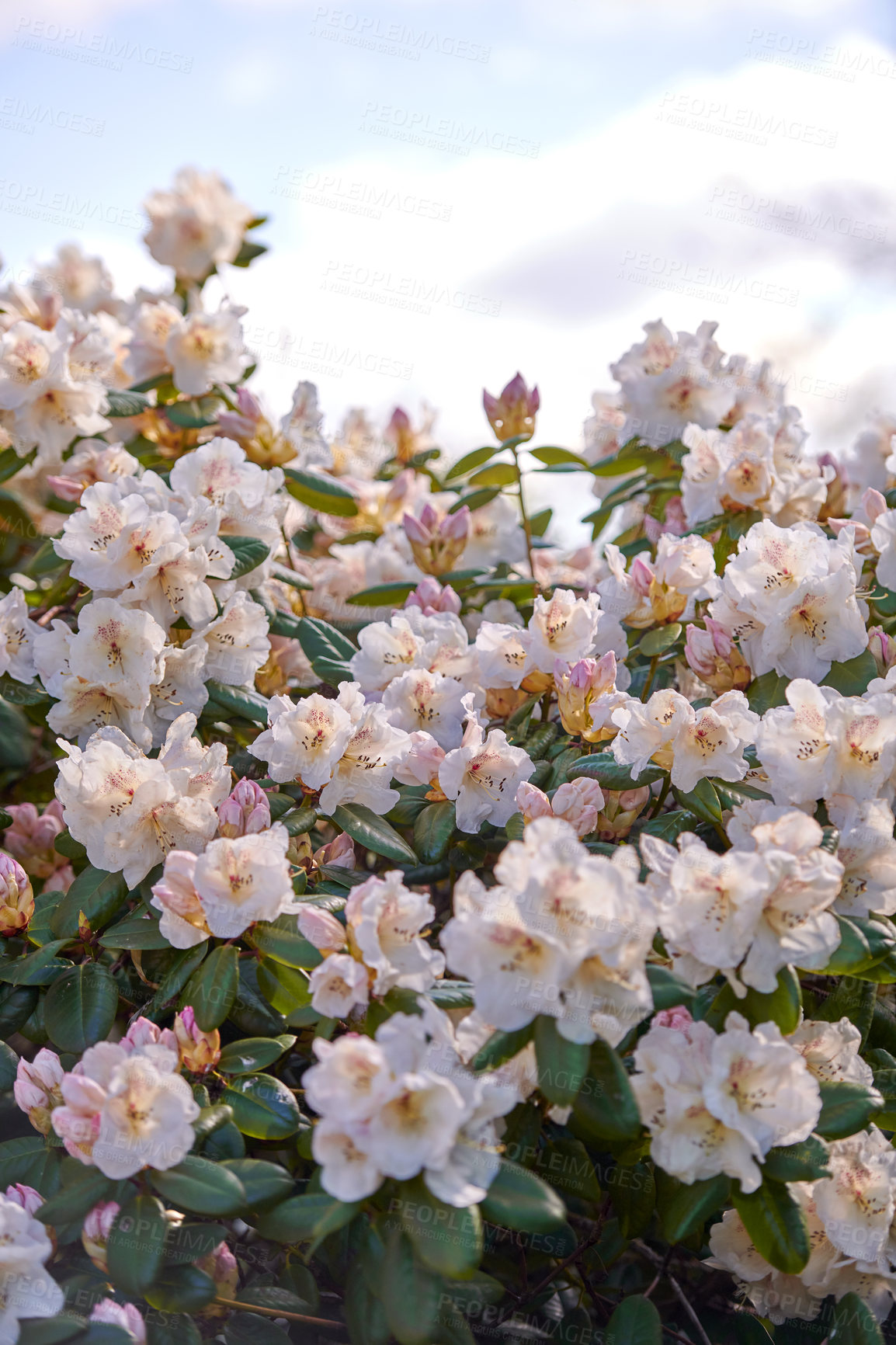 Buy stock photo Closeup of pink Azalea flowers against a soft light on a sunny day with copy space. Zoom in on seasonal flowers growing in a field or garden. Macro details, texture and  patterns wild flora