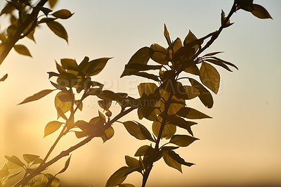 Buy stock photo A series of beautiful garden photos